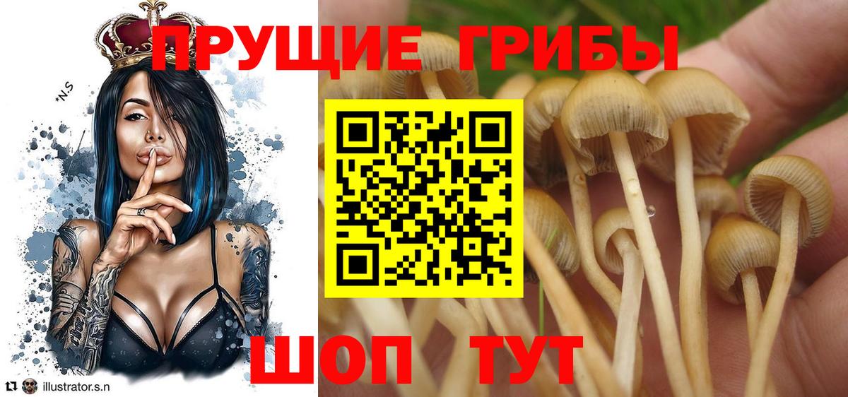 Псилоцибиновые грибы Psilocybine cubensis Тула
